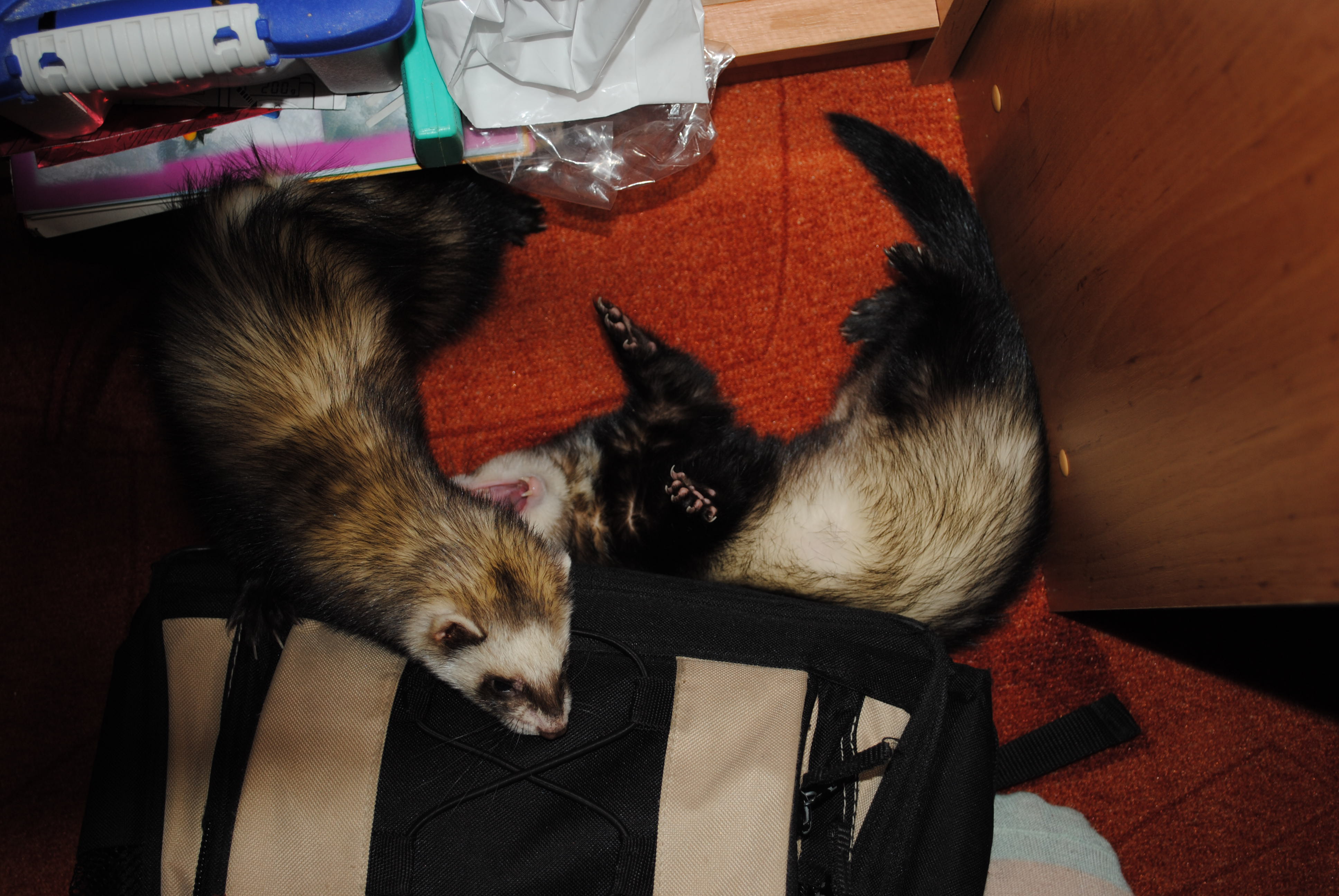 DSC_0095.JPG